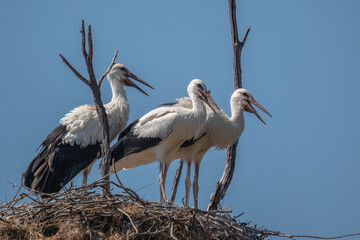 Three white storks perched on a nest with open beaks against a clear blue sky