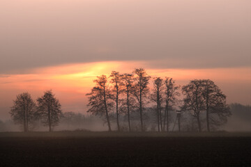 Baumsilhouetten im Nebel bei warmem Sonnenaufgang, Eine Reihe von B&auml;umen steht als dunkle Silhouette in leichtem Nebel vor einem warmen, orangefarbenen Sonnenaufgang. Die ruhige Landschaft mit weichen