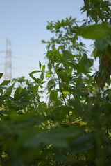 Close-up of lush green cassava leaves growing in a sunlit tropical field with a distant power tower.