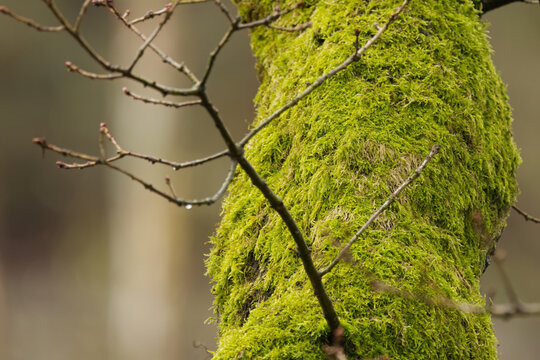 Thick branch covered in moss, branches turned green by moss growth, bark full of moss, thin bare branches, bryophytes