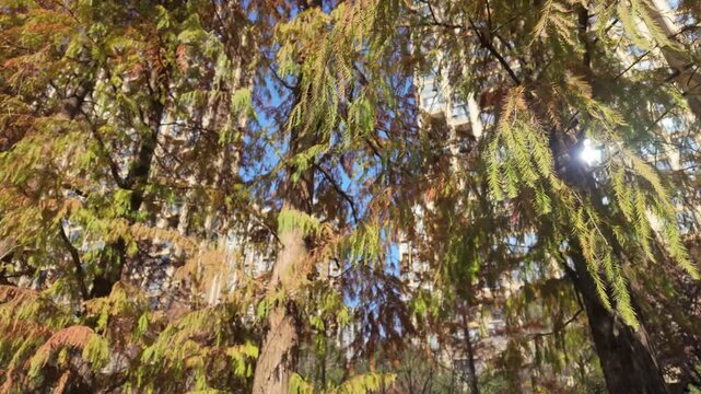 Autumn sunlight penetrates through the leaves of cedar trees