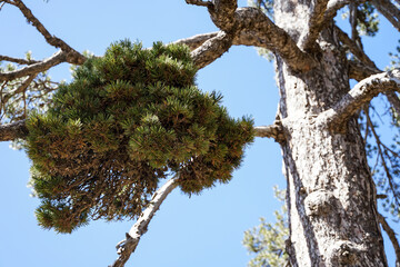 Witch's broom on old pine tree close-up view, Cyprus
