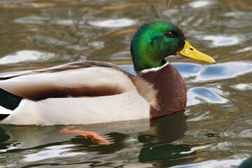 Group of wild mallard ducks floating on a pond. Male ducks with green heads and females with brown plumage swim together in rippling water. A natural wildlife scene.