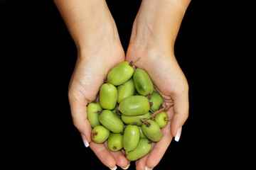 Close-up of female hands holding a handful of fresh hardy kiwi fruits Actinidia arguta. Small green fruits of mini kiwi, also known as baby kiwi or kiwi berry, freshly harvested.