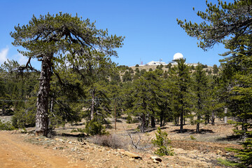 Old pine forest in Mount Olimbos, popular hiking destination, Cyprus