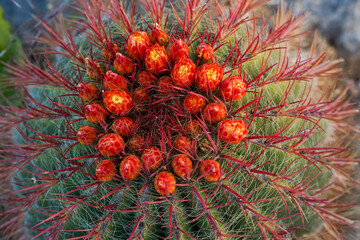 Prickly cactus with red flowers close-up view