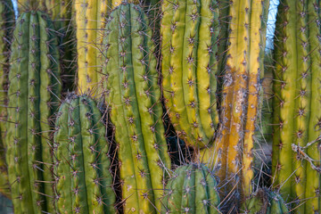 Prickly old green cactus close-up view