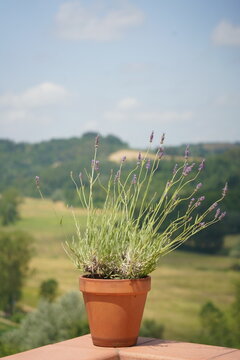 lavanda su vaso di fiori in  terrazza