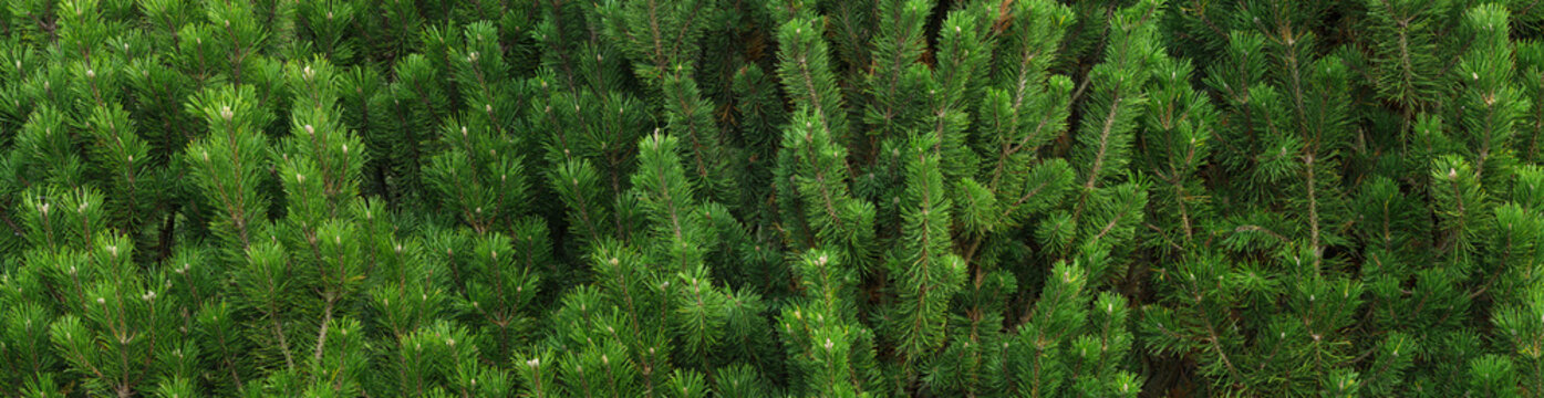 Fresh green pine branches in close-up view. Natural conifer texture and evergreen background with dense needles. Perfect for nature, forest, or botanical themes.