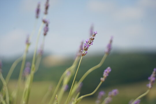 primo piano fiore di lavanda