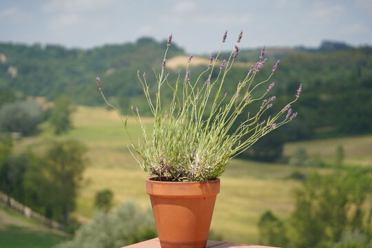 vaso di lavanda in panorama