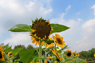Bright sunflowers blooming in a field under a clear blue sky with white clouds in summer