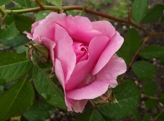 Pink rose flower macro outdoors.
