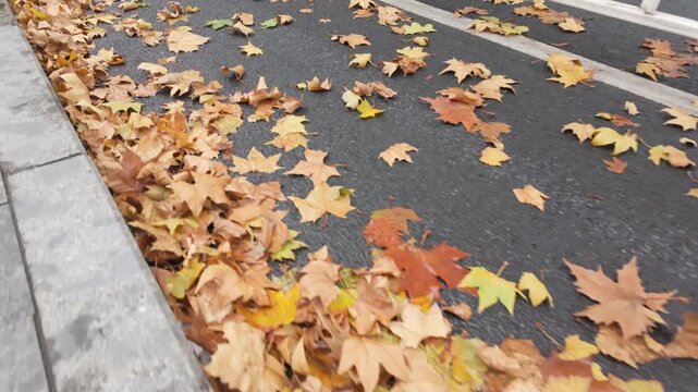 The withered and yellow wutong leaves on the ground
