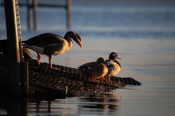 Wasserv&ouml;gel am Seeufer im warmen Morgenlicht, Mehrere Wasserv&ouml;gel stehen am Ufer eines ruhigen Sees im warmen Morgenlicht. Das sanfte Licht betont die nat&uuml;rlichen Farben des Gefieders, w&auml;hrend die gla