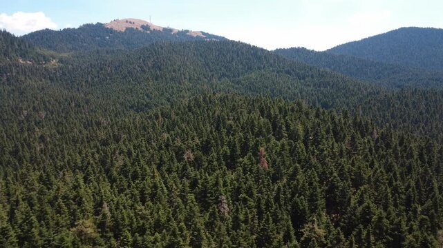 Dense fir forest to horizon with mountain peak holding small telecom clearing