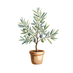 A small olive tree in a pot. Watercolor illustration with delicate leaves and olives. Isolated on white background.