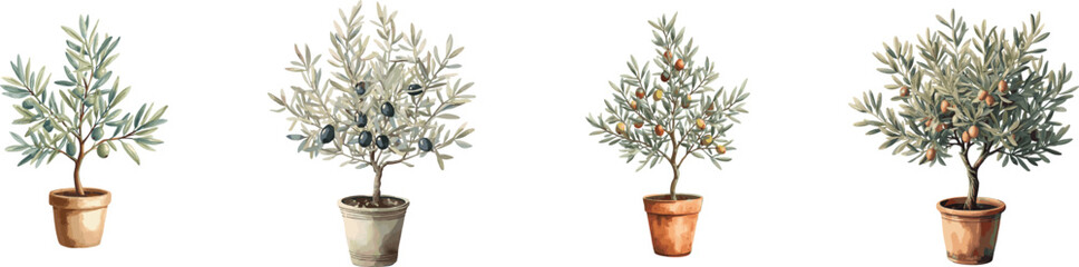 A small olive tree in a pot set. Watercolor illustration with delicate leaves and olives. Isolated on white background.