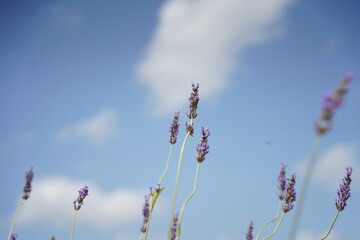 fiori di lavanda nel cielo