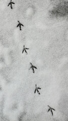 Line of Bird Tracks Crossing Snowy Surface