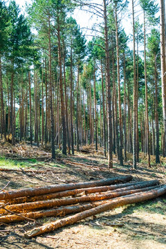 Felled pine trees lying on forest floor
