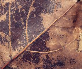 Close up image of leaf texture