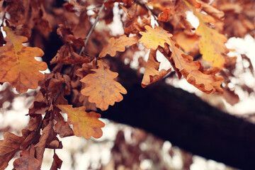 Background of autumnal leaves and tree trunk