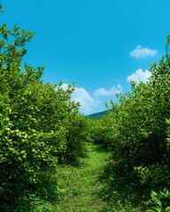 Obraz premium A vast lime plantation stretches to the horizon, rows of vibrant green lime trees under a bright blue sky with fluffy white clouds creating a picturesque scene.