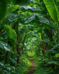 Obraz premium A serene pathway meanders through lush green banana plantation, the leaves creating a natural canopy overhead in a tropical paradise, inviting exploration.