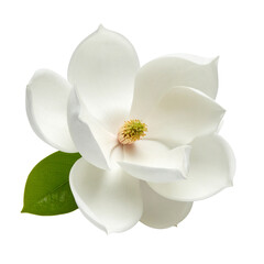 Fototapeta premium A blooming white orchid flower with a pink center and delicate petals isolated on a white background for a clean nature macro blossom