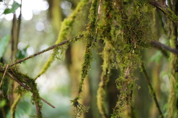 Moss Covered Branches in Rainforest
