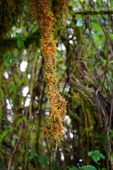 Moss Covered Branches in Rainforest