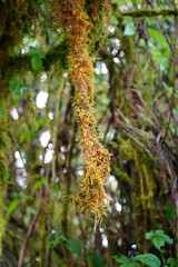 Moss Covered Branches in Rainforest