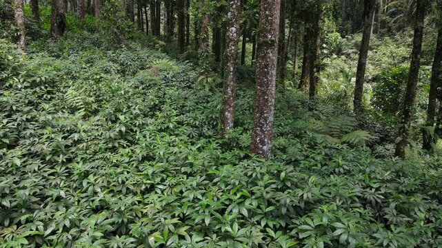 Aerial View of Lush Rubber and Damar Forest with Laurel and Orchid Plants