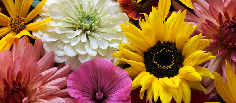 floral banner with garden flowers: dahlias, sunflowers, zinnias and pink lavatera