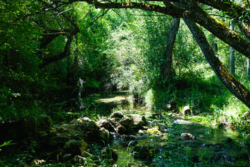 Obraz premium Sunlight streaming over tranquil forest creek with green trees