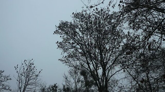 Black crows on bare winter trees against a gray sky