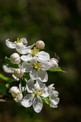 Fototapeta premium Blooming apple trees display white flowers in the garden during spring attracting pollinators