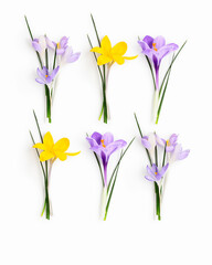 Crocus flowers composition isolated on white background
