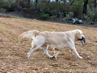 Obraz premium Purebred golden retriever dog in the field walking with a game in his mouth