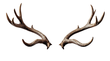 Reindeer antlers with detailed texture and natural wood grain isolated on white background