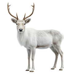 Obraz premium Reindeer with majestic antlers standing elegantly on a transparent background