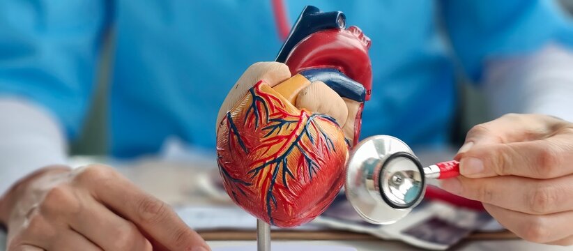 Doctor examines heart model with stethoscope in clinic