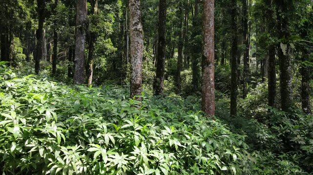 Aerial View of Lush Rubber and Damar Forest with Laurel and Orchid Plants