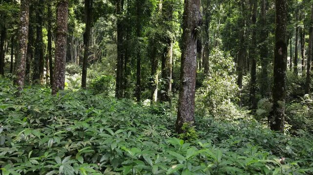 Aerial View of Lush Rubber and Damar Forest with Laurel and Orchid Plants