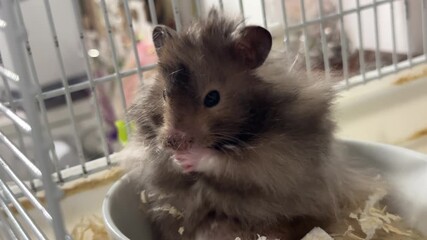 dark-furred hamster sits in white bowl, eyes wide open, indoors with blurred metal bars, calm mood, home setting, playful pet scene, cozy lifestyle, cute animal, springtime festivity