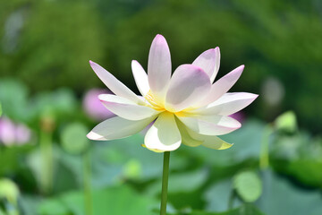 青空に向かって大きな花を広げる古代蓮の花