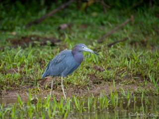 Blaureiher (Egretta caerulea)