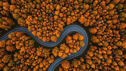 Aerial view of winding road through vibrant autumn forest canopy orange trees fall foliage