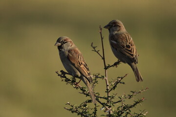 Male House Sparrow (Passer domesticus) perched on a tree branch with a blurred natural background. Close-up portrait of a common small bird , House Sparrow (Passer domesticus) standing on the ground f